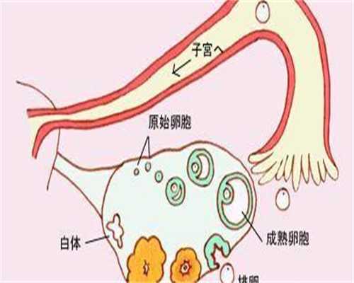 弱精症试管